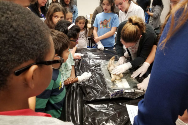 1-27-18-science-in-the-city-dissections-workshop-at-miami-lakes-library-17 Exploring Parallels Between Animal and Human Anatomy STEM Workshop at Miami Lakes Library